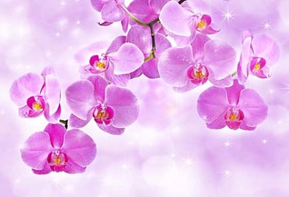 Fototapeta Orchidey 24430